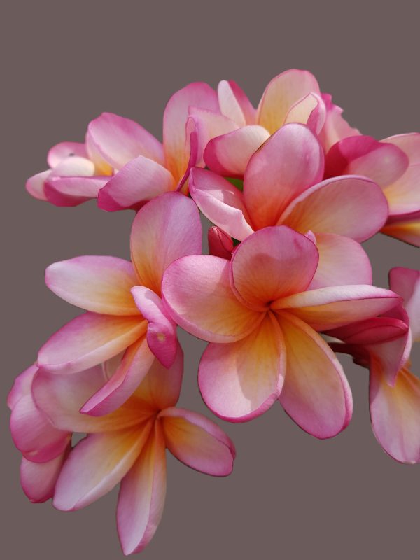 Franjypany - ©Juliette Bergmann