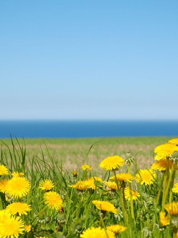 Löwenzahn am Horizont