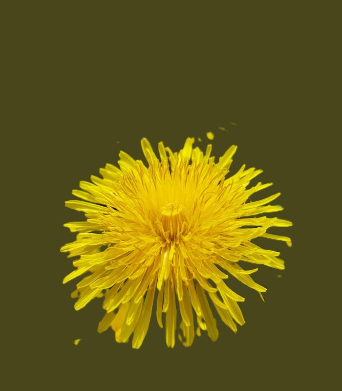 Löwenzahn©Julliette.Bergmann