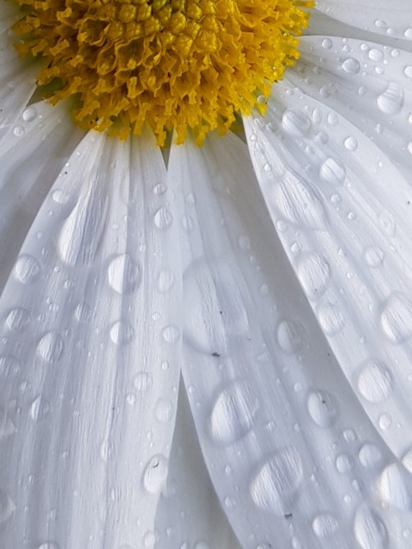 Raindrops On Flower