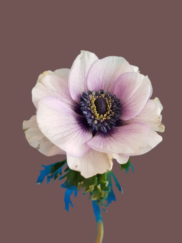 Ranunkel©Juliette Bergmann