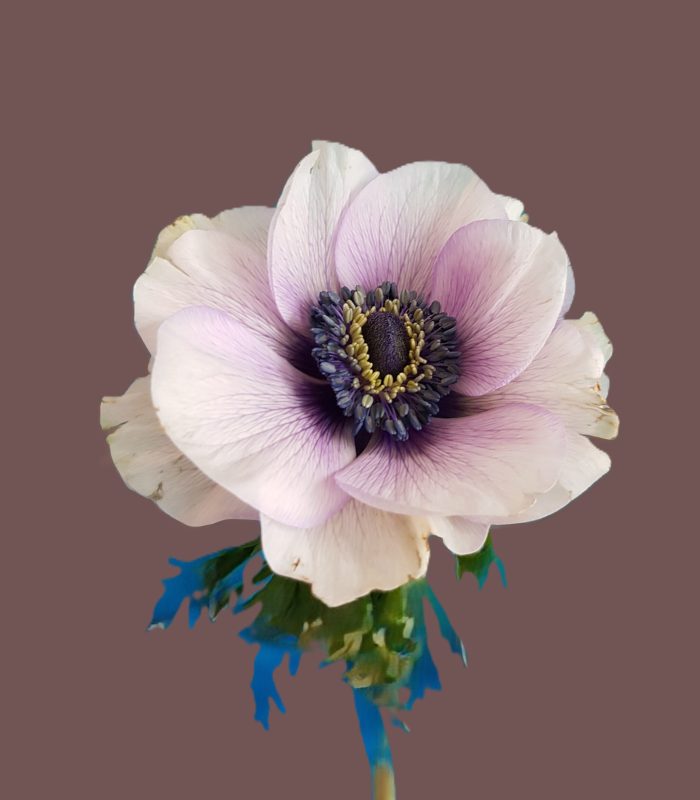 Ranunkel©Juliette Bergmann