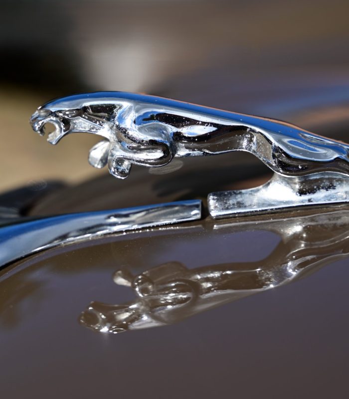 ©Juliette Bergmann Jaguar Leaper